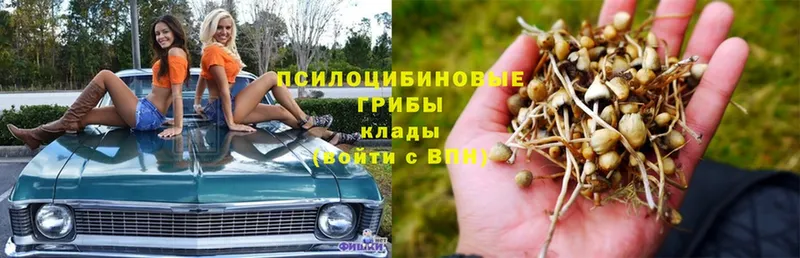 Псилоцибиновые грибы мицелий Красный Сулин